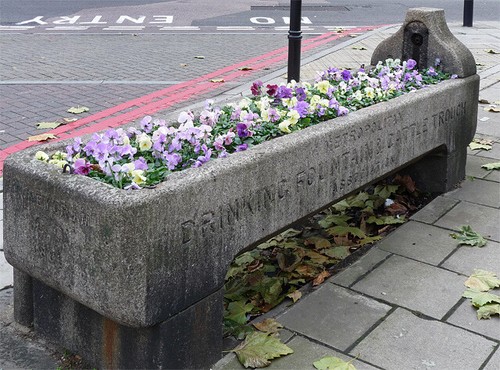 Photo london cattle - photo,