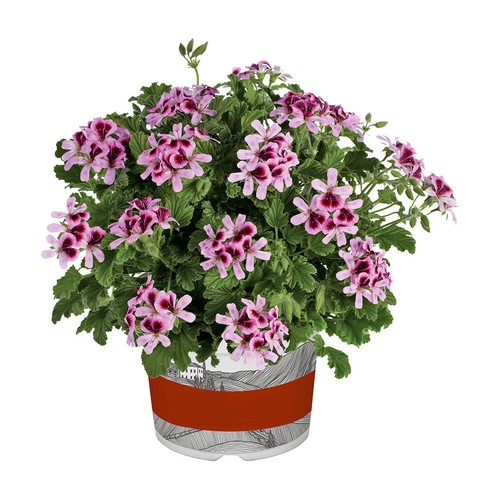 Pelargonium orange fizz - orange,
