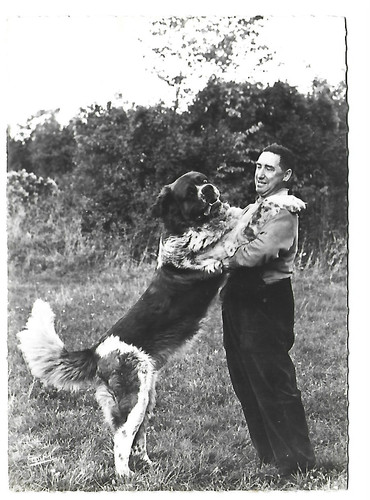 Bernard dog - 73, st