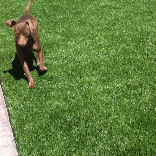 Artificial grass 20mm - grass, 20mm,