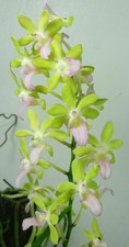 Seidenanda Suchart's Doll