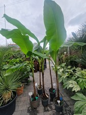 Musa Basjoo. Hardy Banana Trees. Tropical Garden Plants Palms. S25 Rotherham 