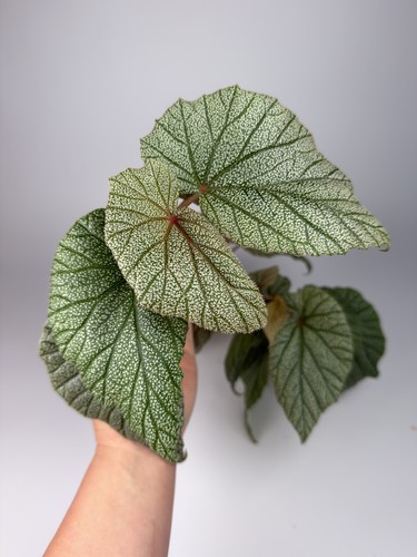 Begonia sinbad houseplant - begonia,