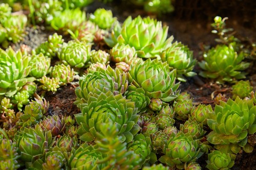 Sempervivum seeds mixed - sempervivum,