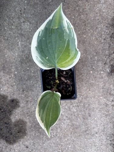 Hosta hope springs eternal - hosta,