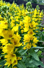 Yellow Loosestrife Lysimachia