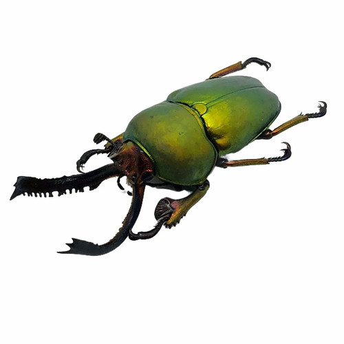 Saw tooth green stag - saw,