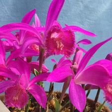 Pleione (Himalayan/Windowsill