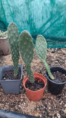 Opuntia prickly pear - pear, cacti