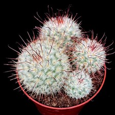 Mammillaria Bombycina cactus houseplant 8 cm pot 3 to 4 heads