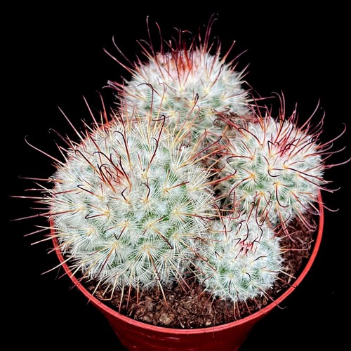 Mammillaria bombycina cactus - mammillaria,