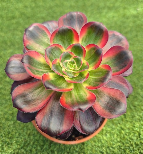 Aeonium voodoo silk - 'voodoo,