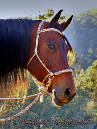 Brow bitless bridle - brow, bridle/riding