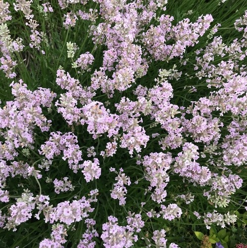 Lavender angustifolia rosea - angustifolia, 'rosea'