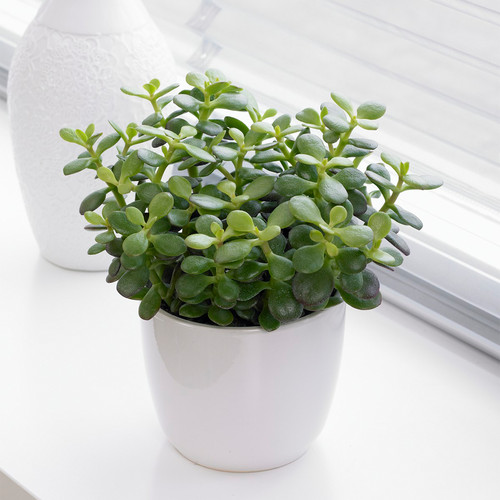 Crassula minor houseplant - crassula,