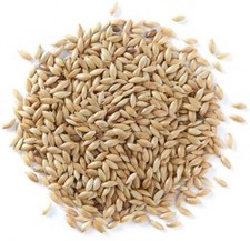 SkyGold Finest Plain Canary