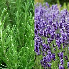 2 Large Herbs Plants - 1 x Lavender and 1 x Rosemary - In 14cm Pots