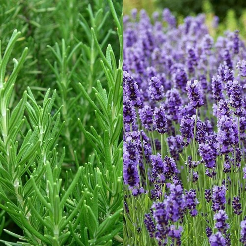Large herbs plants 1 x - large,
