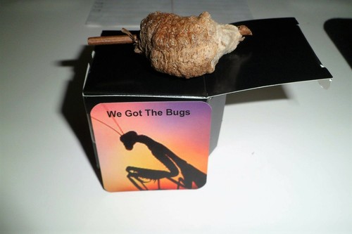 Praying mantis egg - praying,