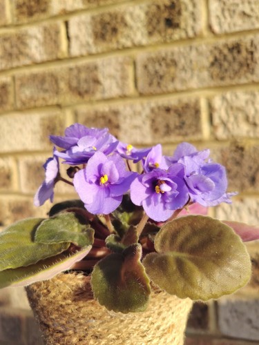 African violet indoor house - violet,