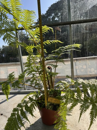 Cyathea cooperi australian - cooperi,