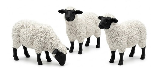 Grazing sheep garden - grazing,