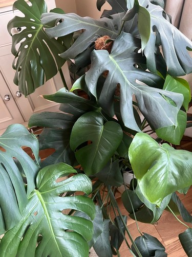 Extra large monstera deliciosa - extra,