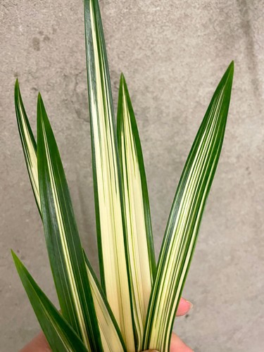 Cymbidium sinense rui huang - rui,