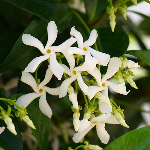 Climbing plants star - climbing,