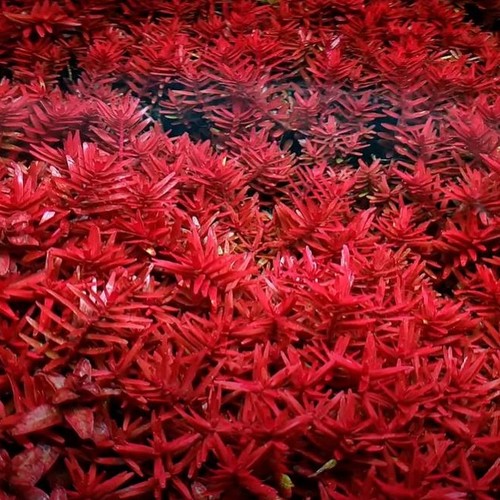 Rotala blood red live - 10,