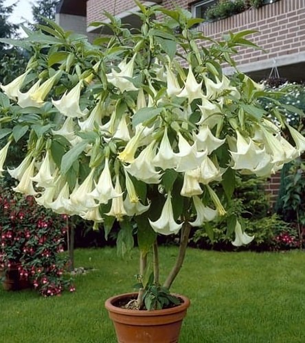 Large brugmansia plant 19 - plant, in