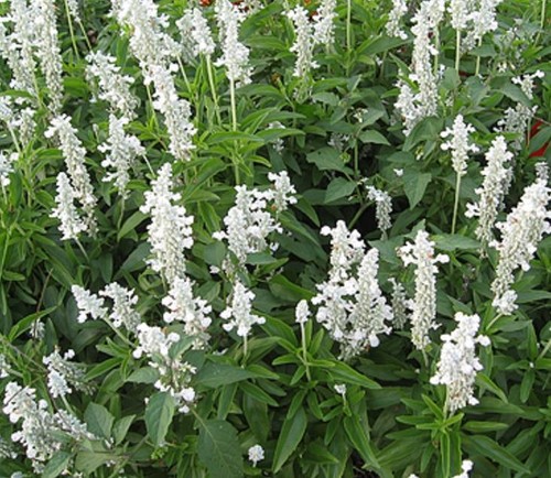 Salvia sallyfun snow - snow, white