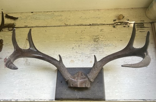 Mounted pair whitetail deer - mounted, of