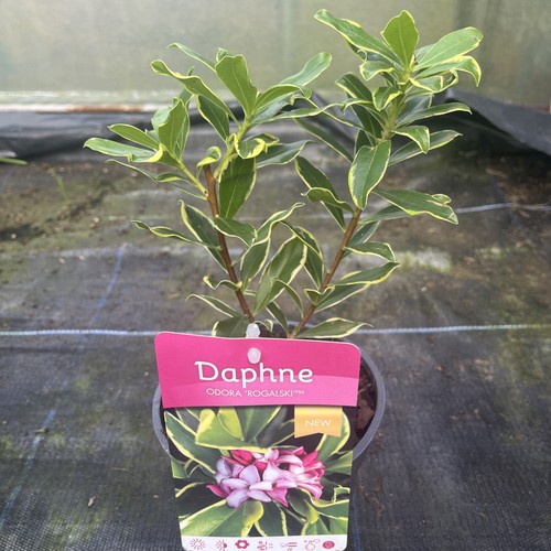 Daphne odora rogalski - daphne, pbr