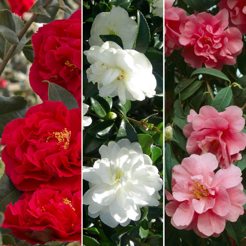 Camellia tricolour collection - camellia,
