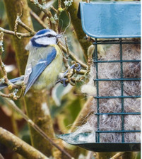 Nesting Material for Birds -