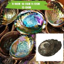 Natural Abalone Conch Shells Primary Color Shell Aquarium Decorations L7C1 BXH