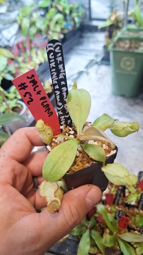 Nepenthes x - (viking, bm)