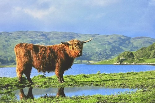 Highland cow picture canvas - highland,