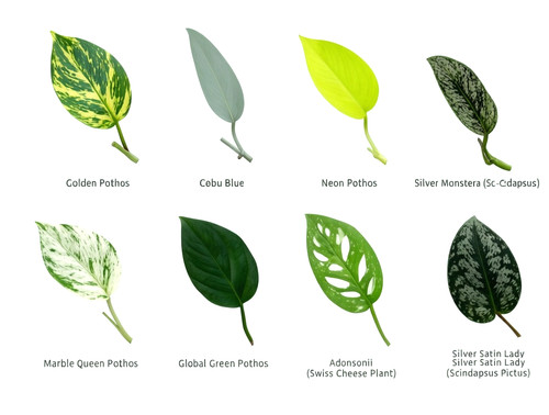 Plant cuttings bundle - 8,