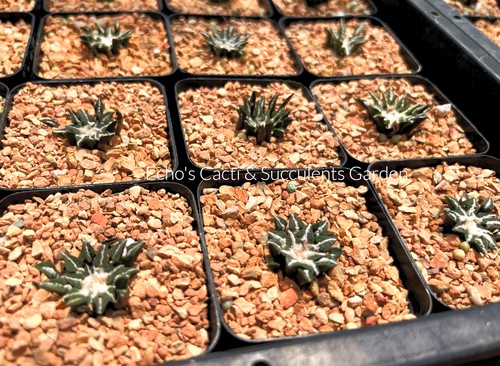 Cactus ariocarpus - cactus-,
