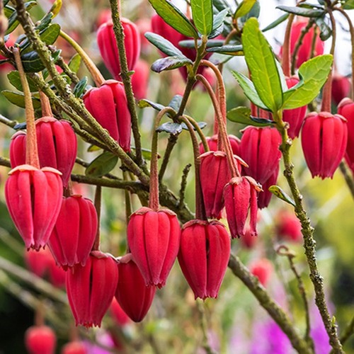 Lantern tree established - lantern,