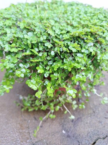 Soleirolia helxine green - soleirolia,
