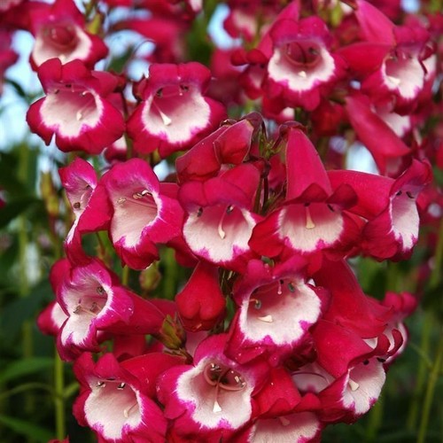 Penstemon amelia jane - penstemon, ‘amelia