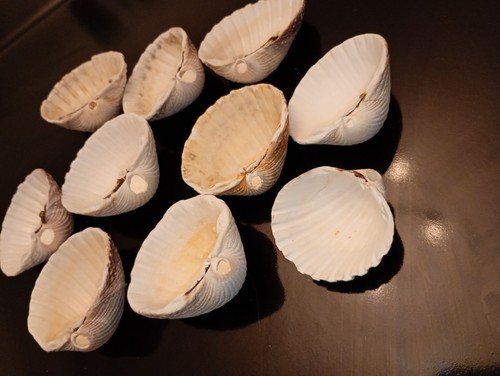 Prickly cockle shells - cockle, with
