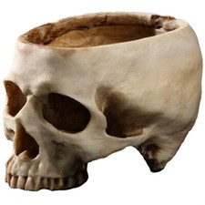 Lifesize 1:1 Human Skull