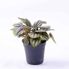 Peperomia piccolo (Peacock