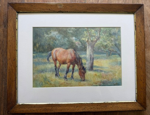 Horse grazing original - horse,