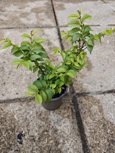 Ulmus hollandica jacqueline - hollandica, 'jacqueline