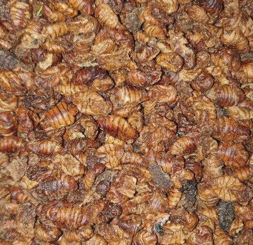 Dried silkworm pupae protein - silkworm,